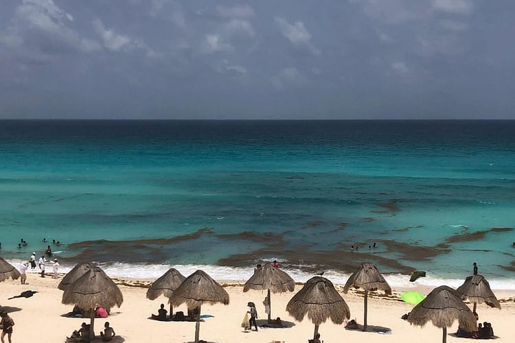 L’incubo Di Cancun Si Chiama Sargasso E Viene Dal Mare